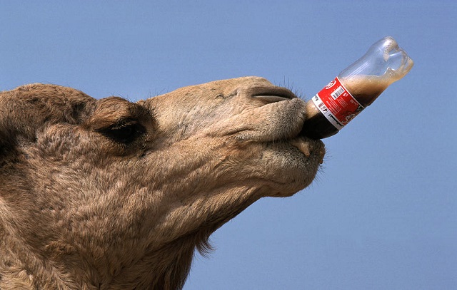 Camel Drinking Coke Funny Picture