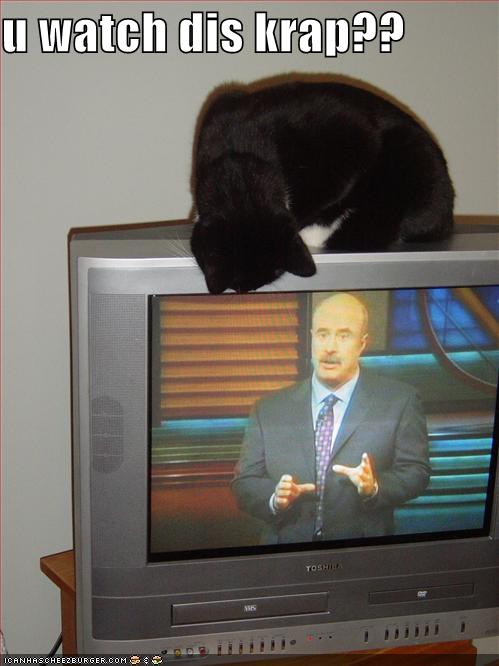Cat Funny Watching Television