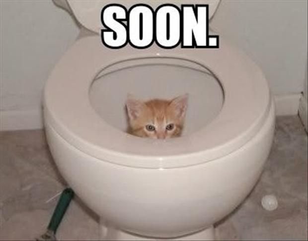 Cat In Toilet Funny Picture