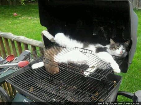 Cat On Grill Funny Picture