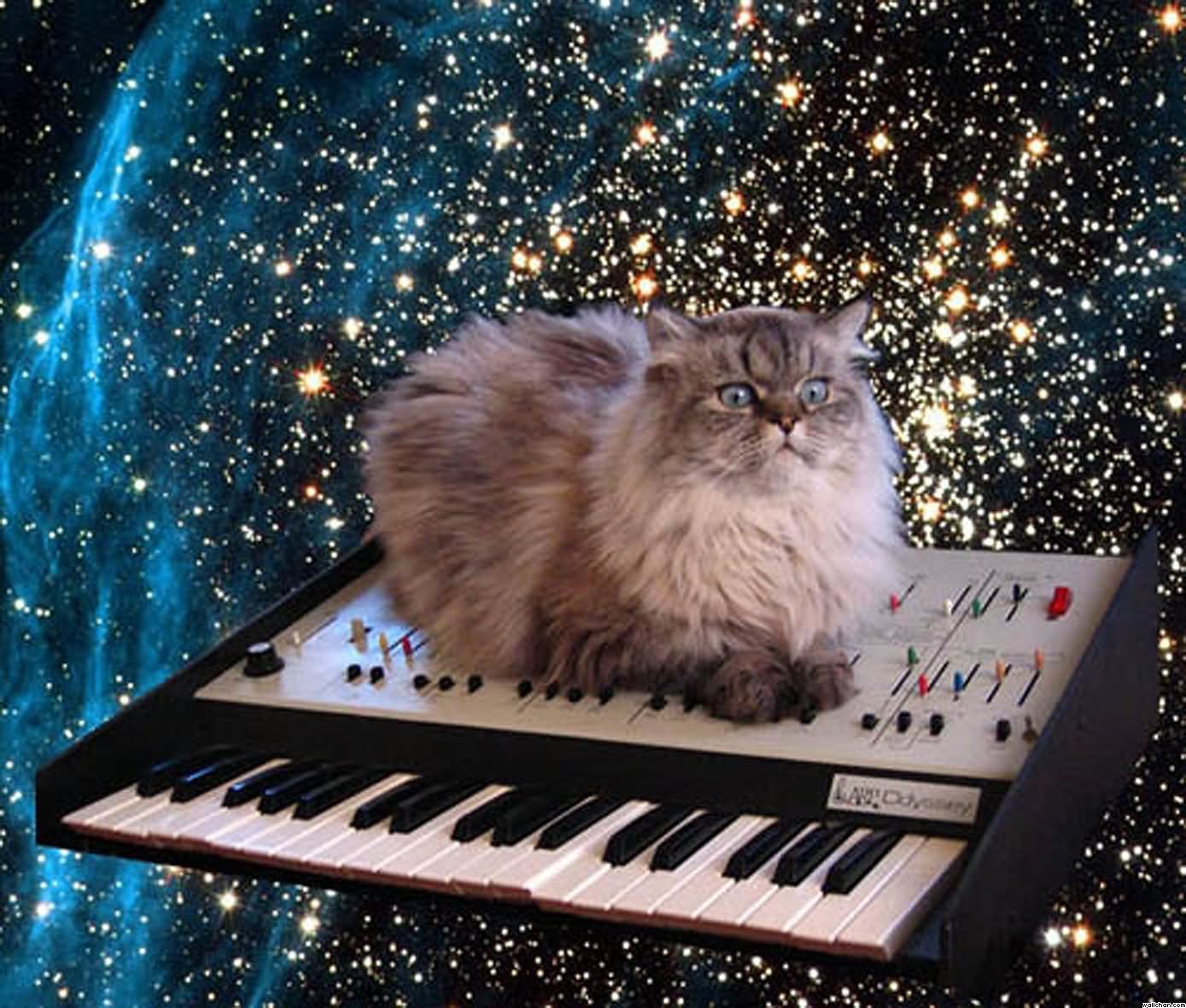 Cat Sitting On Piano In Space Funny Picture