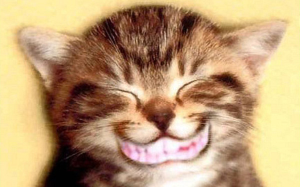 Cat Smiling Funny Face Picture