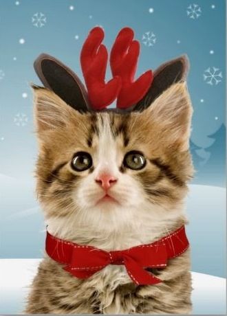 Cat With Funny Reindeer Red Horns