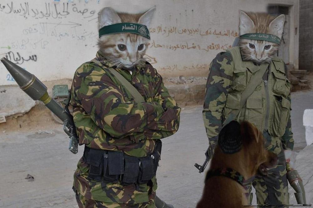 Cats Army With Gun Funny Picture