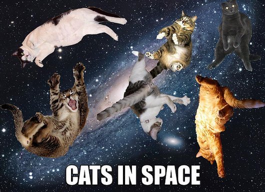 Cats In Space Funny Picture