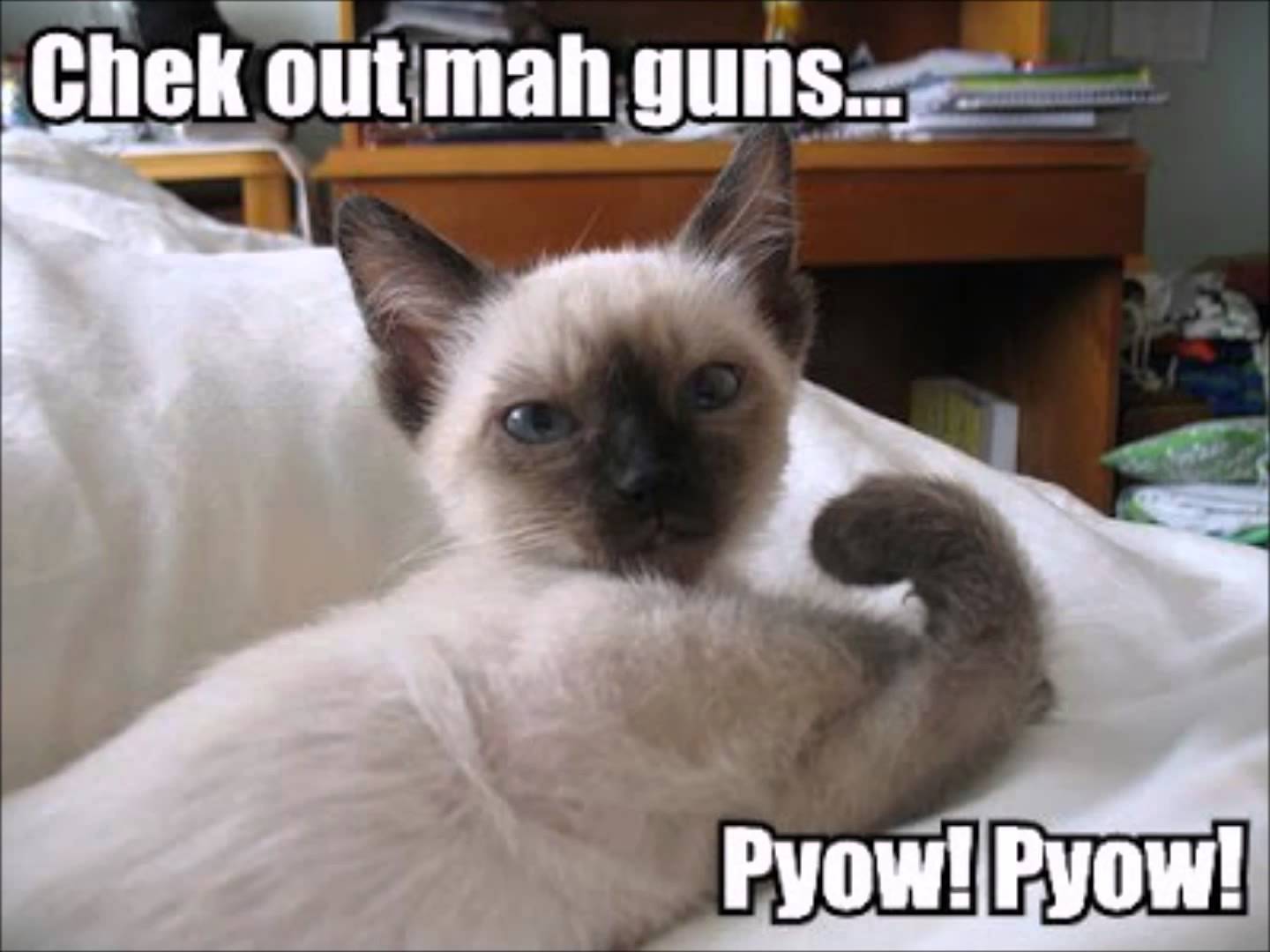 Check Out Mah Guns Funny Kitten Comments