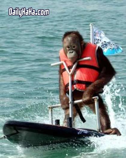 Chimpanzee Funny Surfing Picture