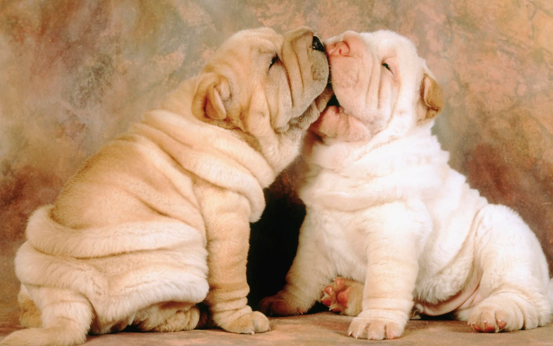 Chinese Shar Pei Puppies Kissing
