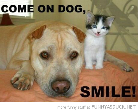 Come On Dog Smile Funny Kitten Image