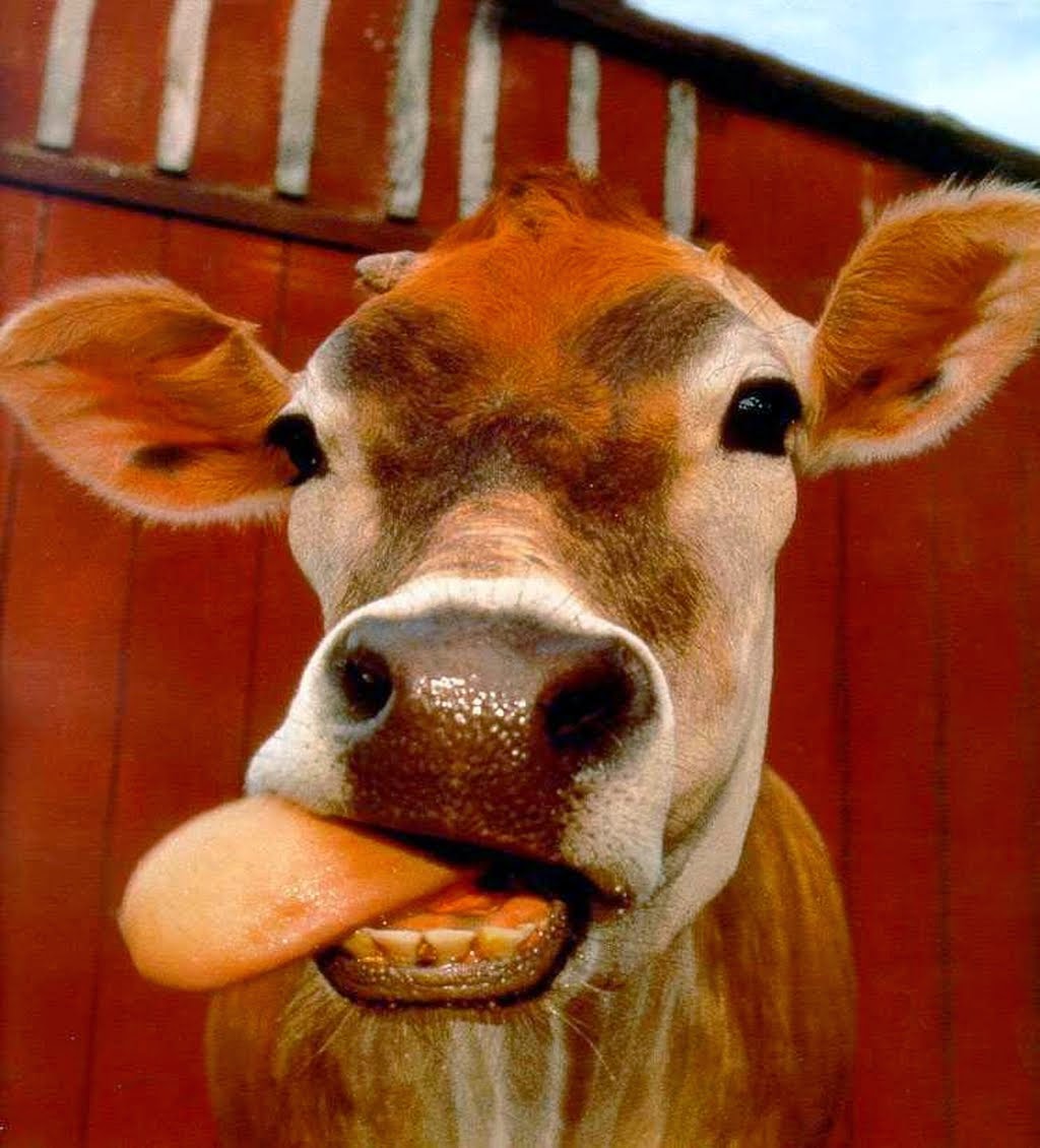 Cow Funny Tongue Face Image