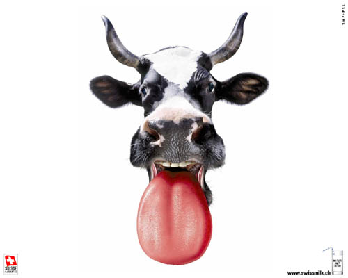 Cow With Long Tongue Funny Face