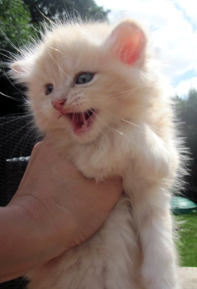 Creamy White Siberian Kitten