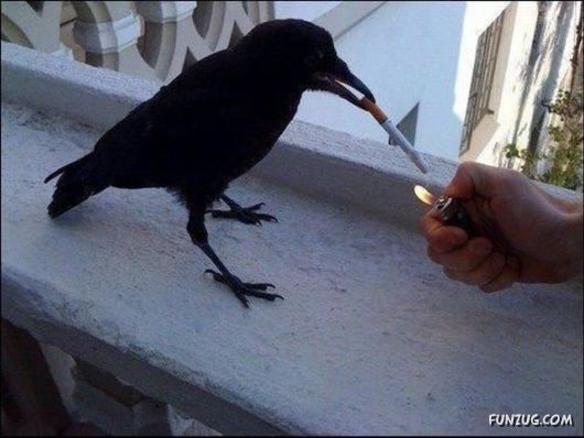 Crow Smoking Funny Cool Picture