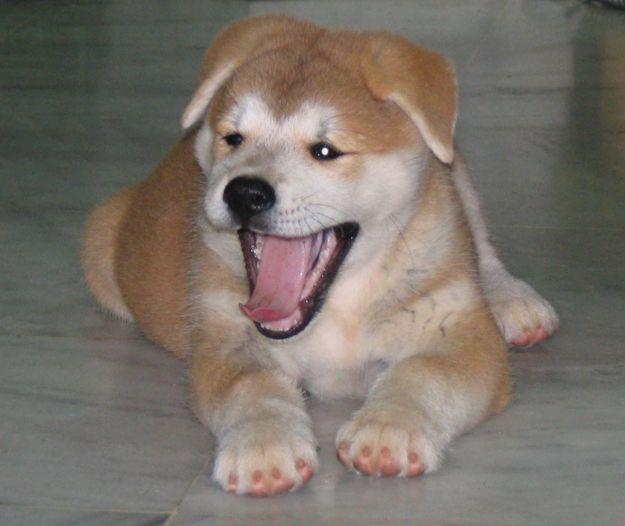 Cute Akita Puppy Yawning