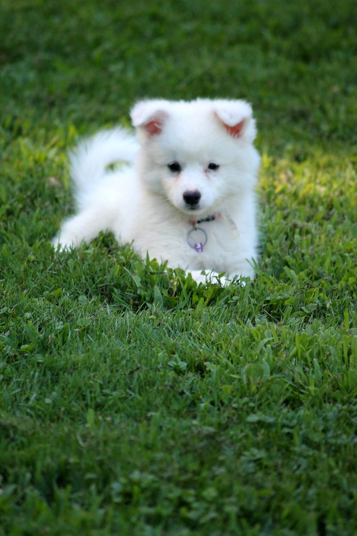 Cute American Eskimo Puppy