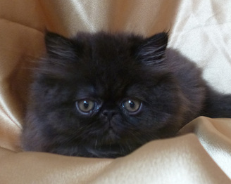 Cute Black Himalayan Kitten