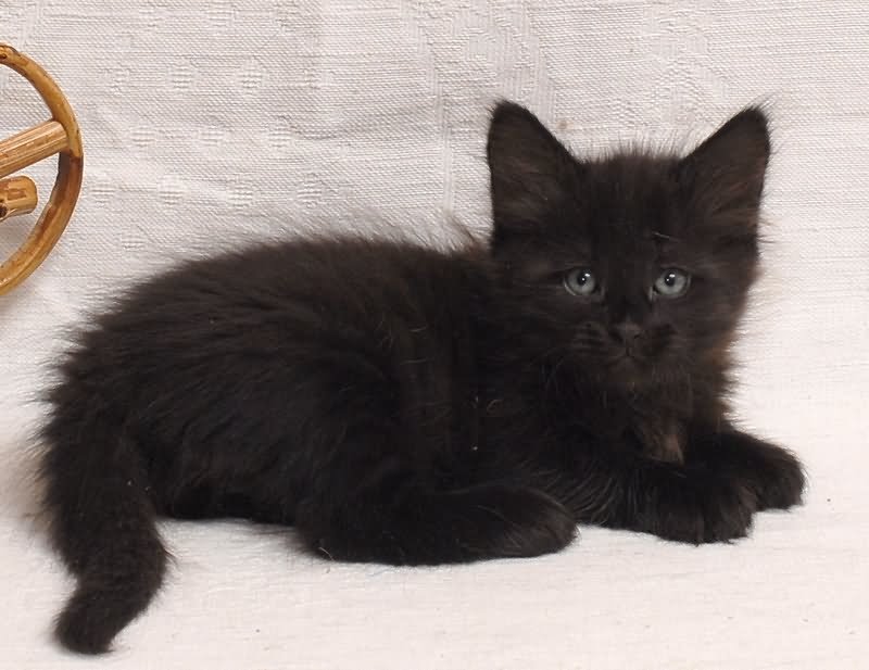 Cute Black Siberian Kitten