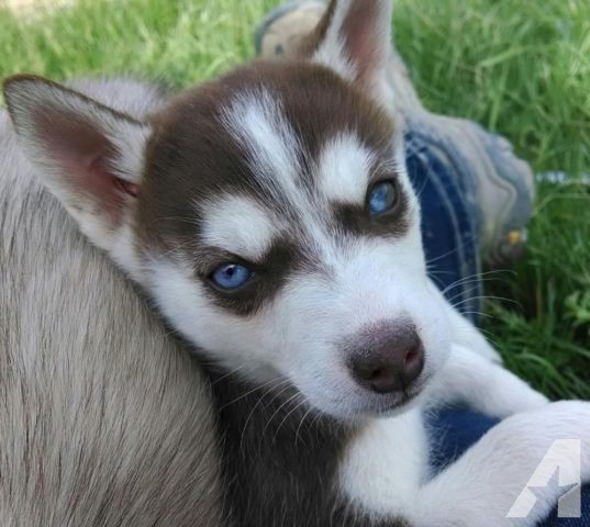 Cute Blue Eyes Red Siberian Husky Puppy