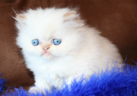 Cute Blue Eyes White Himalayan Kitten