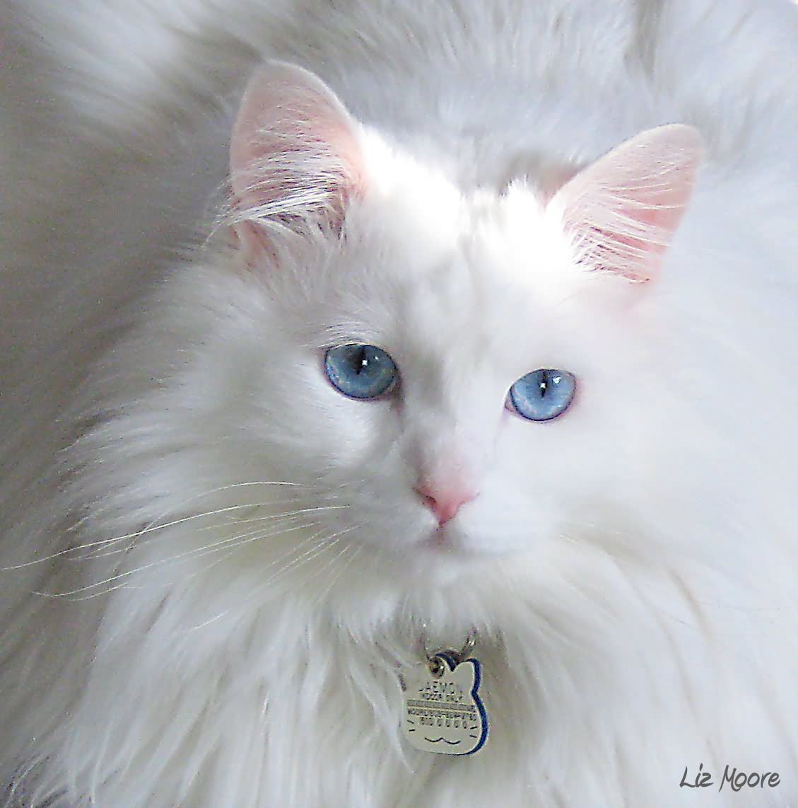 Cute Blue Eyes White Norwegian Forest Cat Face