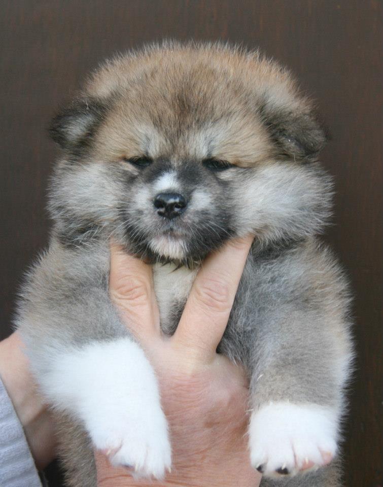 Cute Fluffy Akita Puppy In Hand