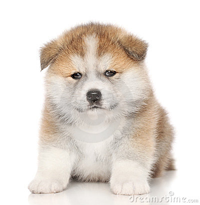 Cute Fluffy Akita Puppy Sitting