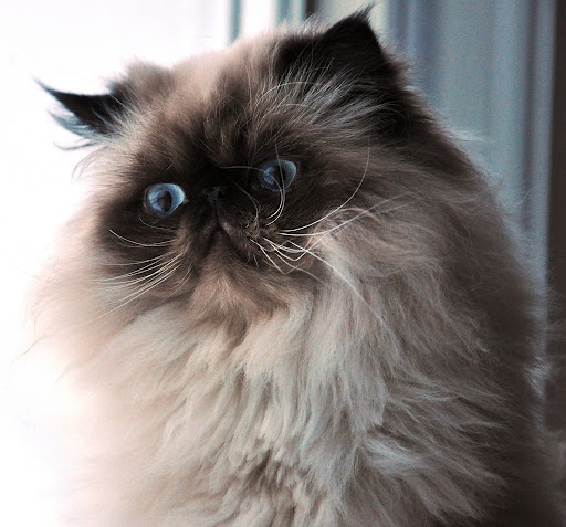 Cute Fluffy Himalayan Cat Picture