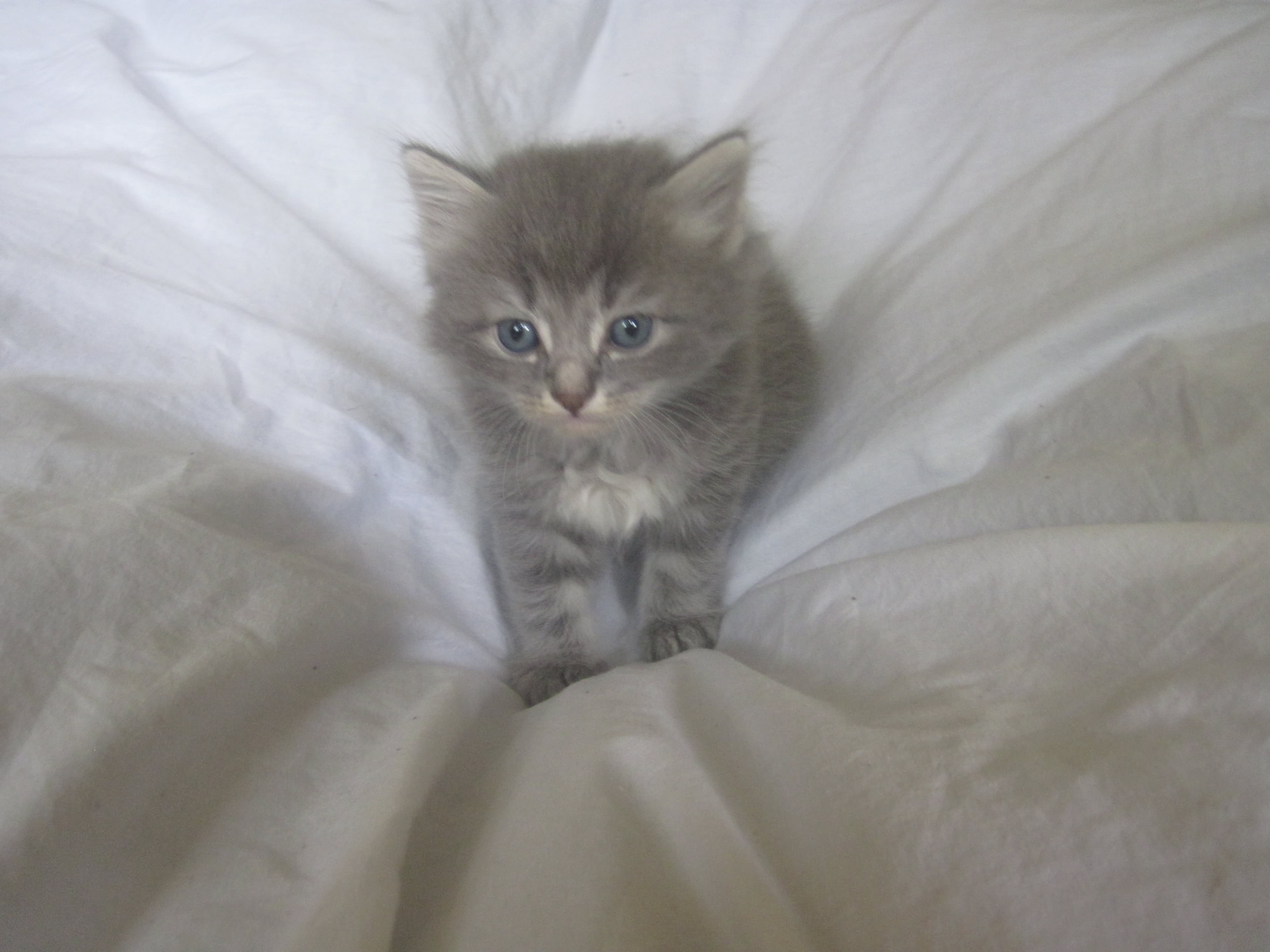 Cute Grey Siberian Kitten Sitting Picture