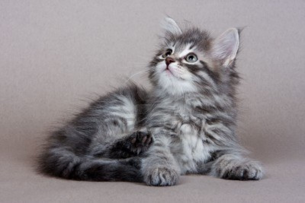 Cute Grey Siberian Kitten Sitting