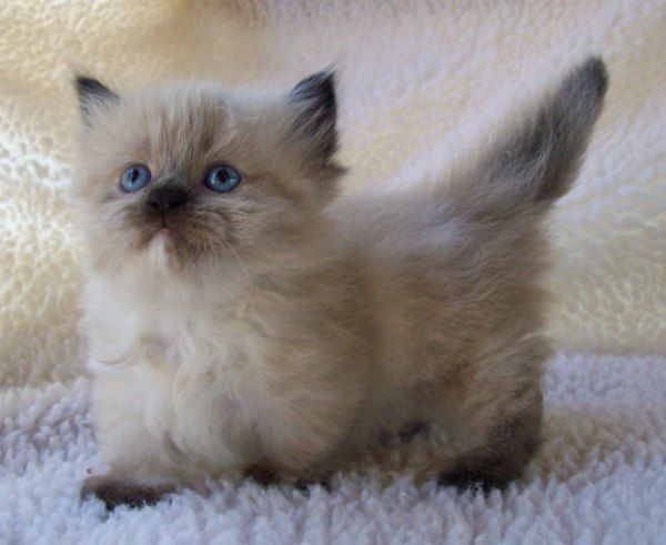 Cute Himalayan Kitten
