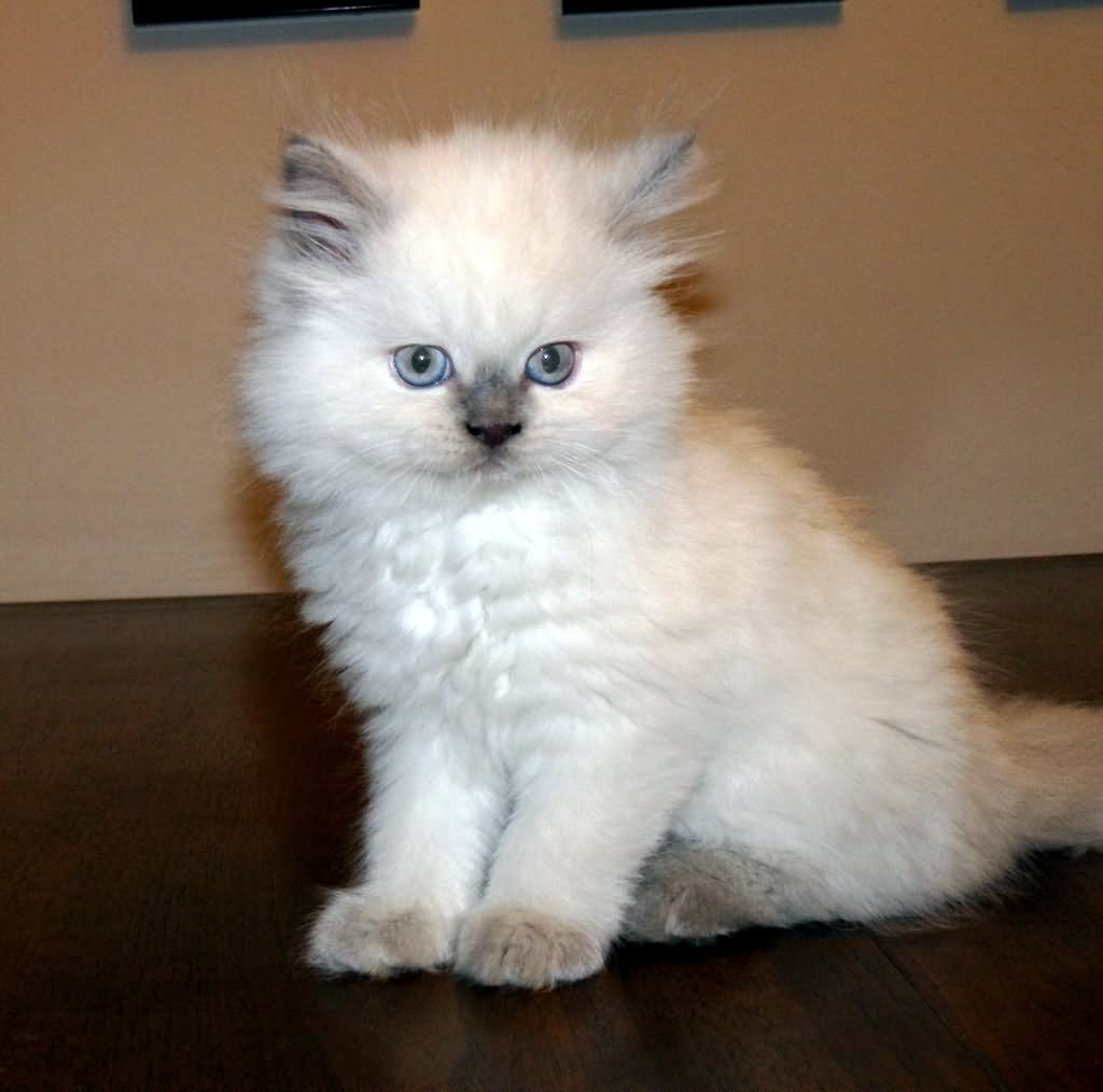 Cute Kitten Himalayan Kitten
