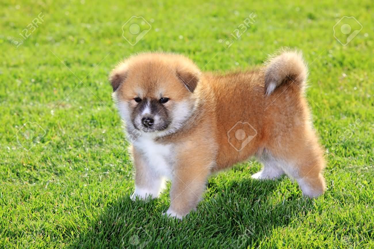 Cute Little Akita Puppy Standing On Grass