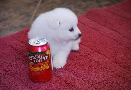 Cute Little American Eskimo Puppy Sitting With Drink Can