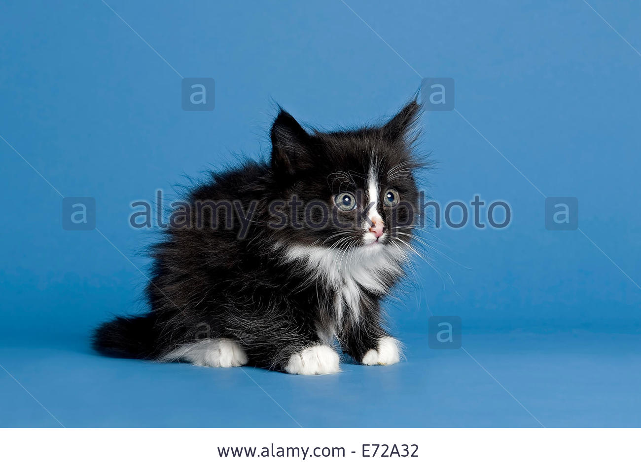 Cute Little Black And White Norwegian Forest Kitten Sitting