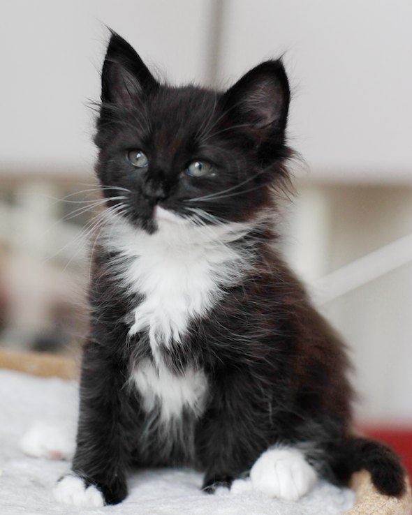 Cute Little Black And White Norwegian Forest