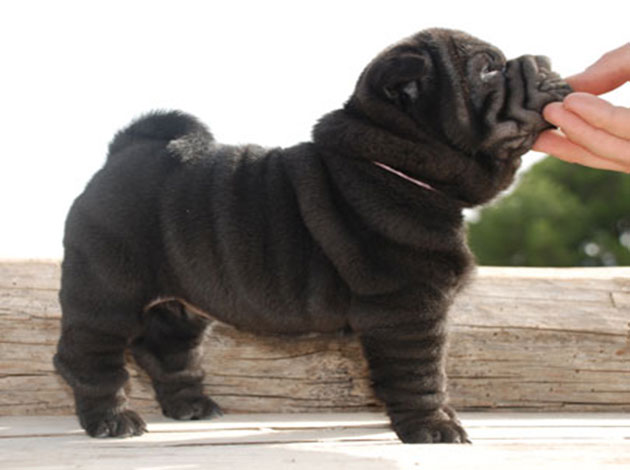 Cute Little Black Shar Pei Puppy