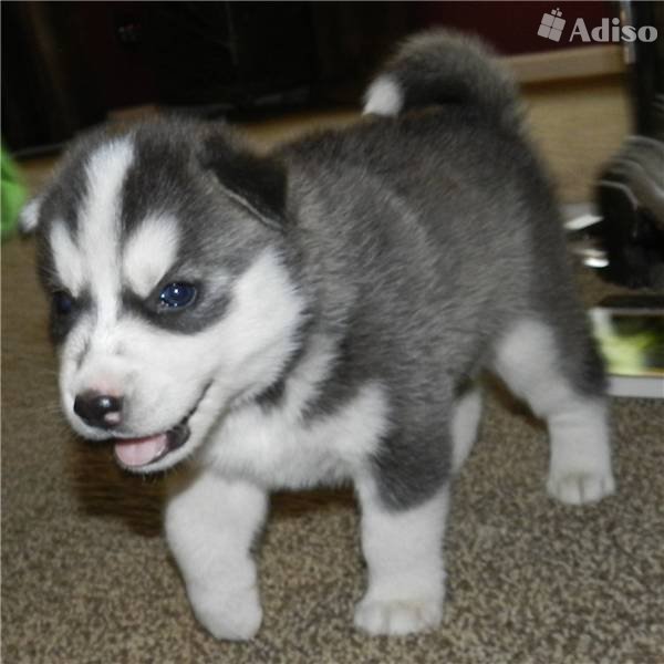 Cute Little Grey And White Siberian Husky Puppy