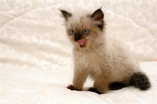 Cute Little Himalayan Kitten