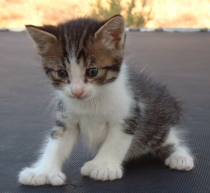 Cute Little Manx Kitten Sitting