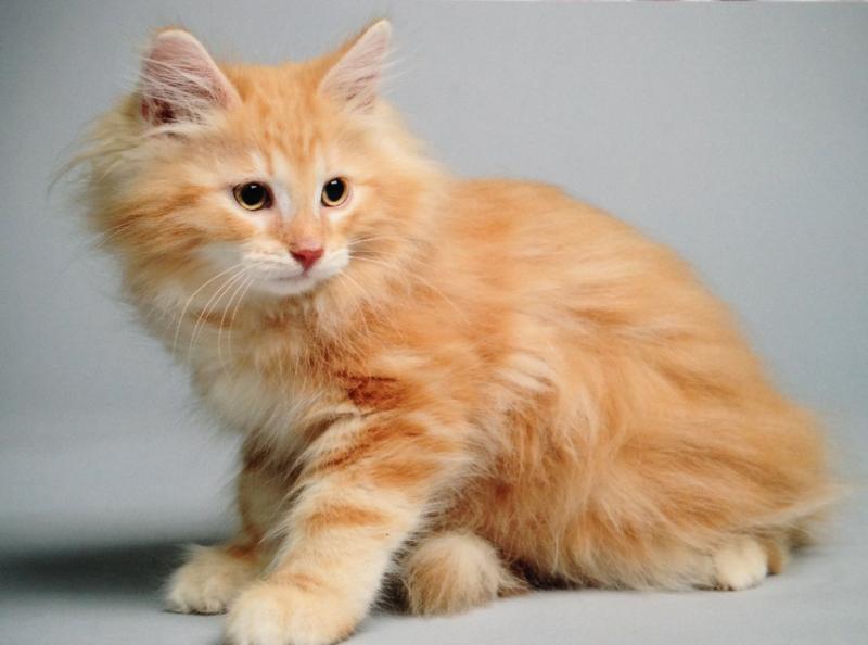 Cute Little Orange Siberian Kitten Sitting