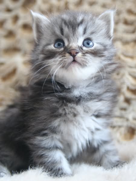 Cute Little Silver Siberian Kitten