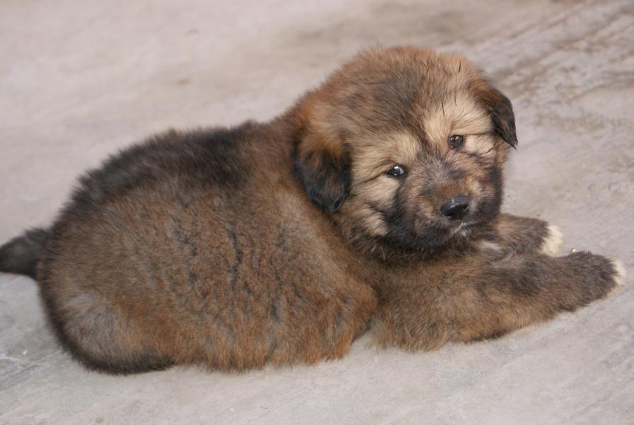 Cute Little Tibetan Mastiff Puppy