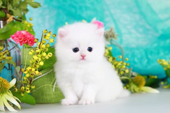 Cute Little White Himalayan Kitten