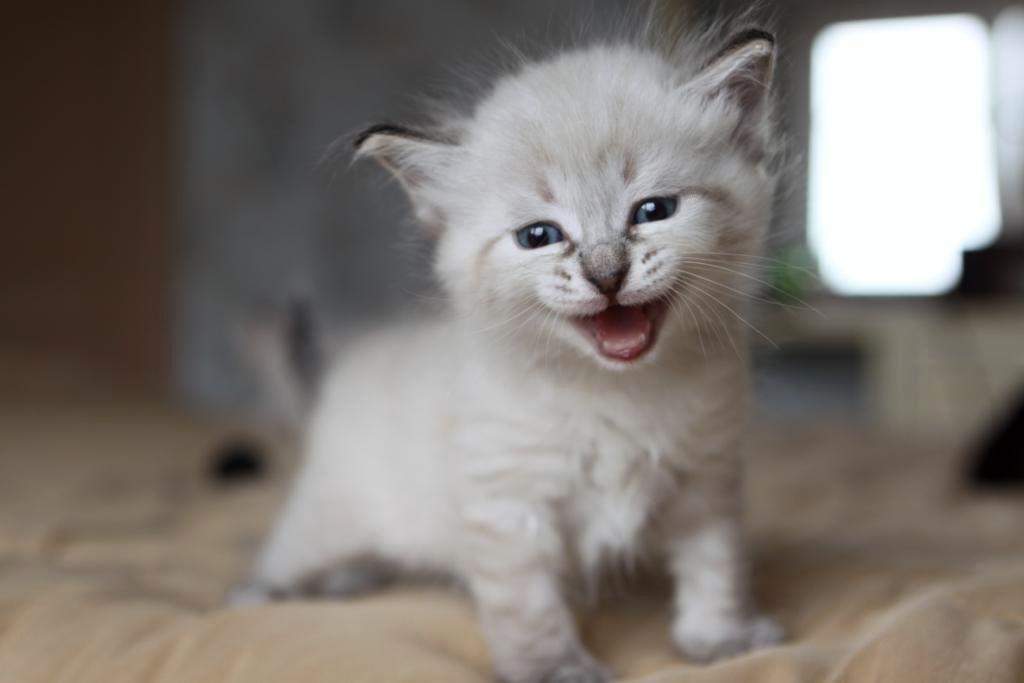Cute Little White Siberian Kitten