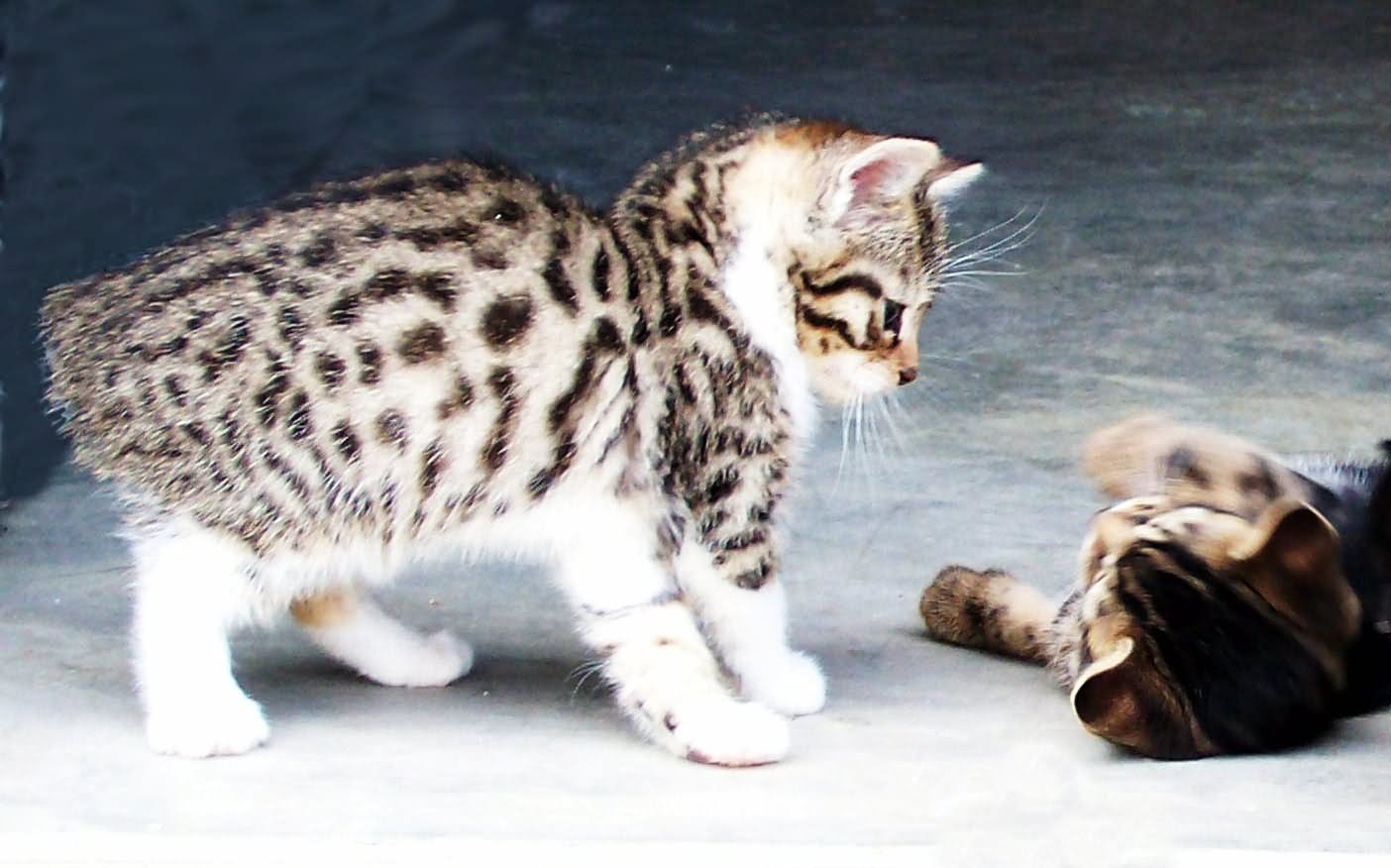 Cute Manx Kittens Playing