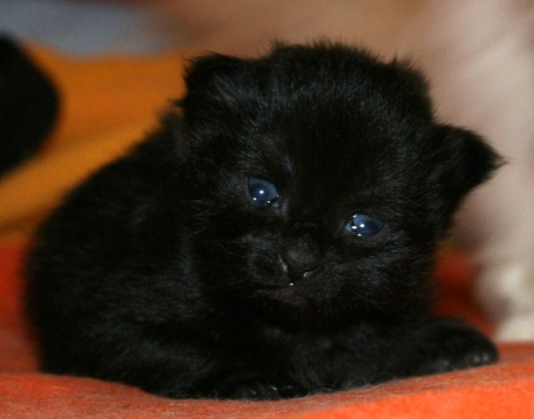 Cute Miniature New Black Siberian Kitten