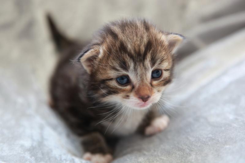 Cute New Born Norwegian Forest Kitten