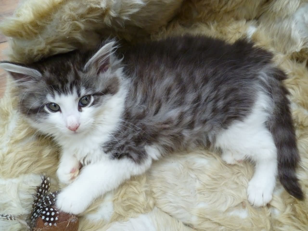 Cute Norwegian Forest Kitten Laying On Bed