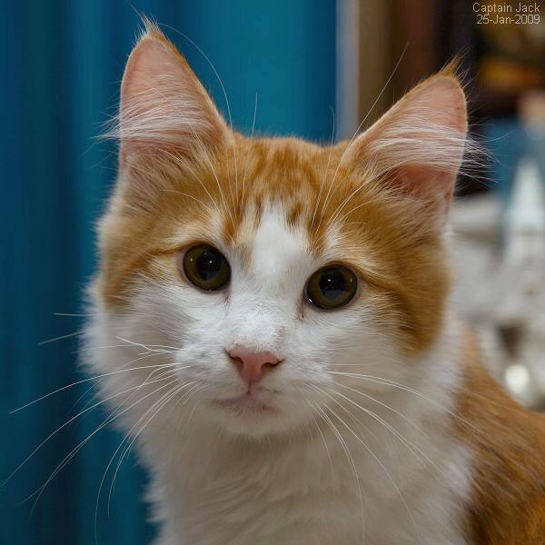 Cute Orange And White Norwegian Forest Cat Face