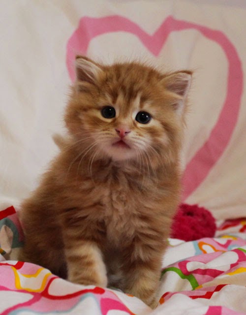 Cute Orange Siberian Kitten